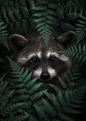 Picture of RACCOON IN THE FOREST