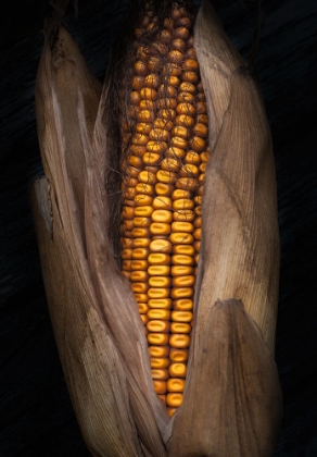 Picture of CORN