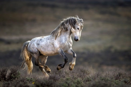 Picture of MUSTANG, WILD HORSE / EQUUS FERUS CABALLUS