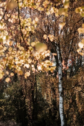 Picture of AUTUMN BIRCH TREE