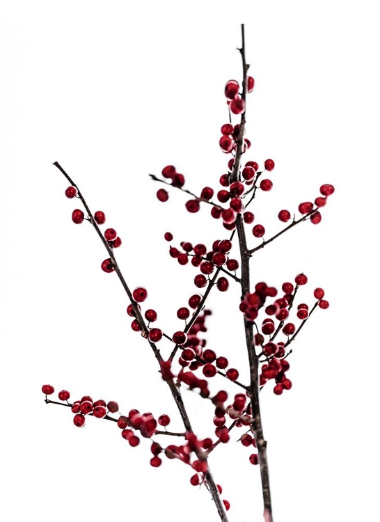 Picture of RED BERRIES 2