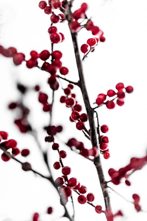 Picture of RED BERRIES 1