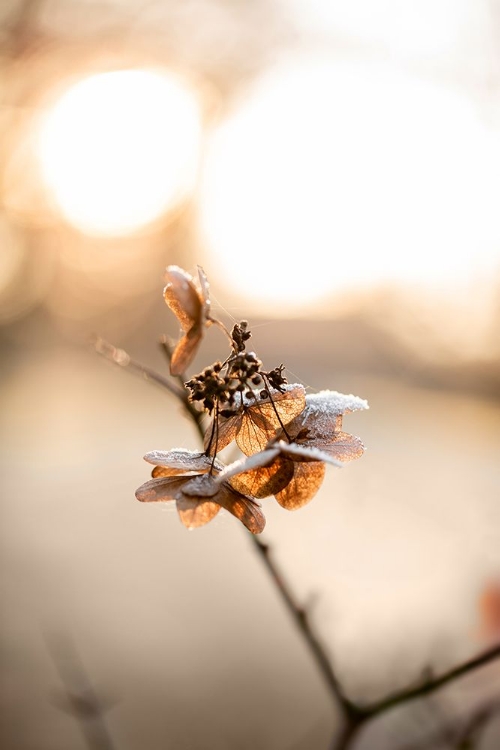 Picture of HYDRANGEA 4