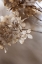 Picture of HYDRANGEA 1
