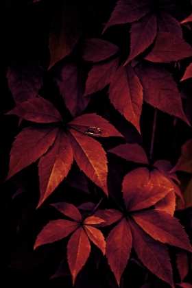 Picture of DARK LEAVES 7X