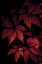 Picture of DARK LEAVES 7X