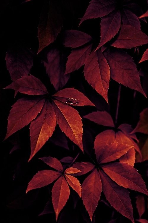 Picture of DARK LEAVES 7X