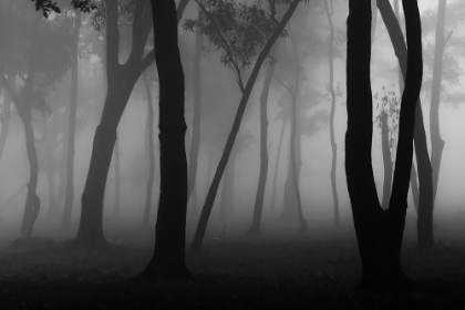 Picture of FOGGY FOREST