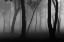 Picture of FOGGY FOREST