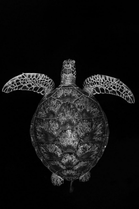 Picture of GREEN TURTLE ON BLACK AND WHITE