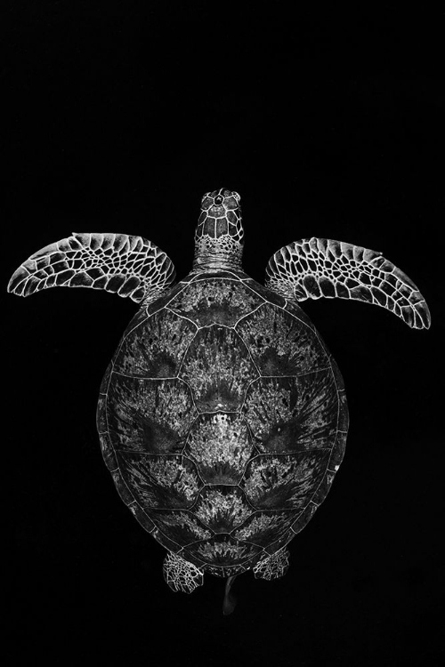 Picture of GREEN TURTLE ON BLACK AND WHITE