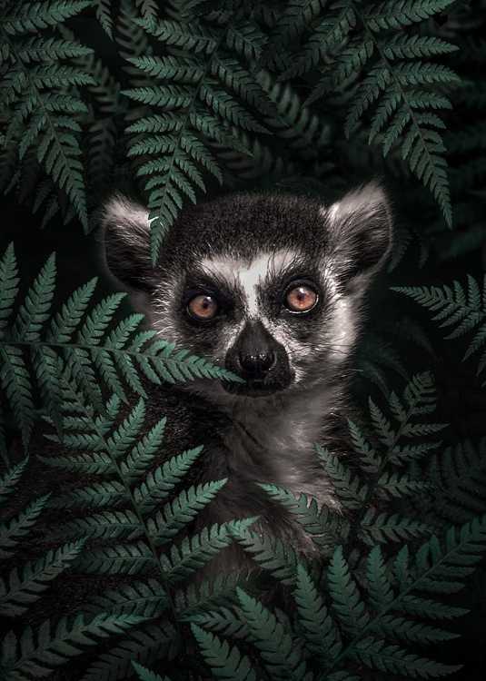 Picture of LEMUR IN THE FOREST
