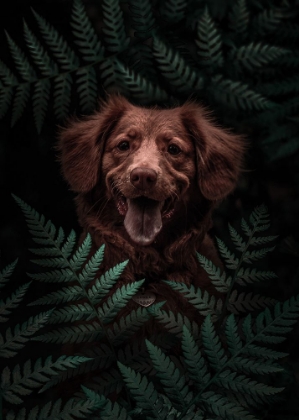 Picture of DOG BROWN IN THE FOREST