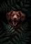 Picture of DOG BROWN IN THE FOREST