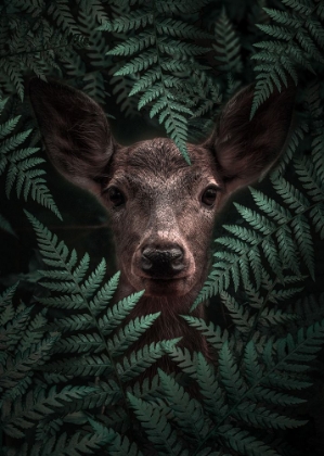 Picture of DEER IN FERNS