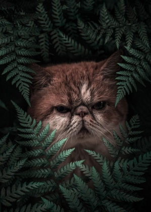 Picture of PEAKNOSE CAT IN FERNS