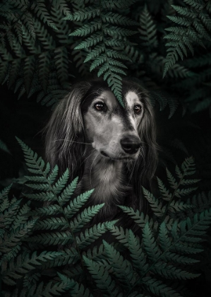 Picture of DOG DACHSHUND IN FERNS