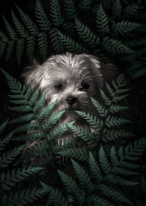 Picture of PUPPY IN THE FERNS