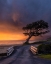 Picture of A TREE AND A BRIDGE