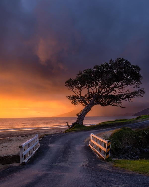 Picture of A TREE AND A BRIDGE