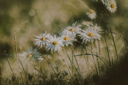 Picture of DAISIES IN EARLY MORNING