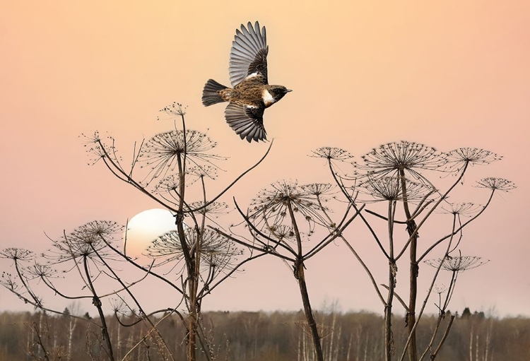 Picture of COMMON STONECHAT IN THE FIELD