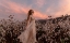 Picture of SUNSET IN THE COTTON FIELD