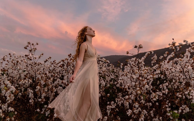 Picture of SUNSET IN THE COTTON FIELD