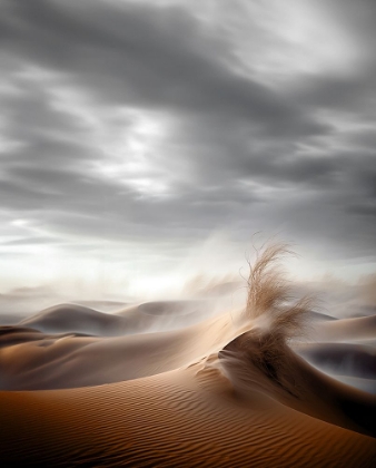 Picture of DESERT WAVES