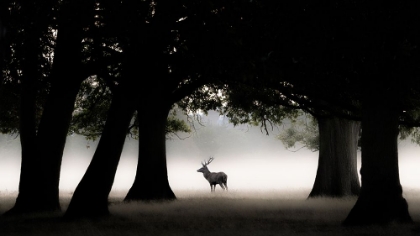 Picture of RED DEER STAG IN EARLY MORNING