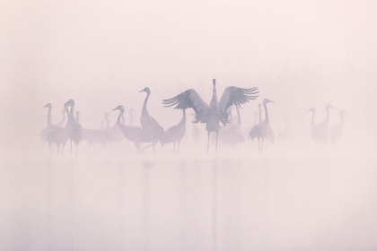 Picture of COMMON CRANES IN THE MORNING MIST
