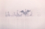 Picture of COMMON CRANES IN THE MORNING MIST