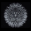 Picture of SALSIFY