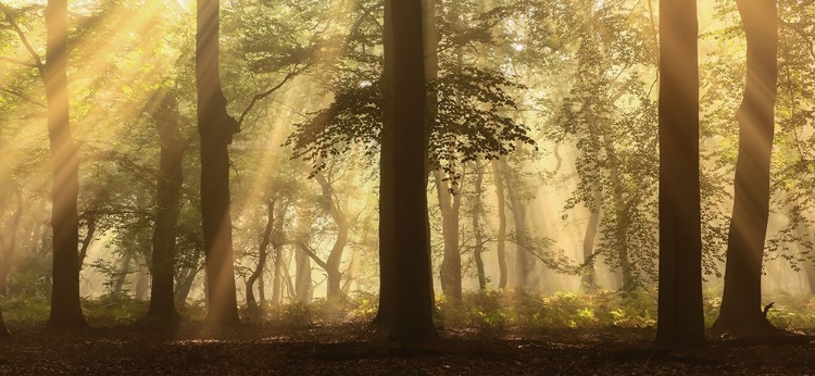 Picture of A SHOWER OF SUNRAYS