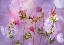 Picture of PINK