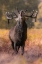 Picture of THE STAG ROARING