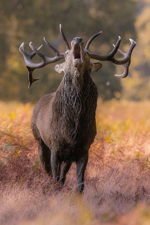 Picture of THE STAG ROARING