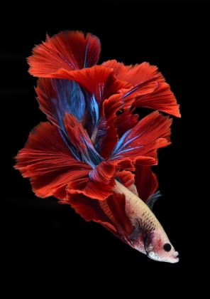 Picture of LIKE A FLOWER OF BETTAFISH