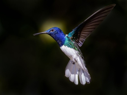 Picture of WHITE-NECKED JACOBIN