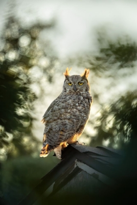 Picture of PERCHED UNDER SUNSET