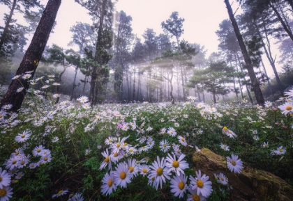 Picture of SIBERIAN CHRYSANTHEMUM HABITAT