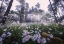 Picture of SIBERIAN CHRYSANTHEMUM HABITAT