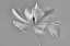 Picture of TULIP EXOTIC EMPEROR II)