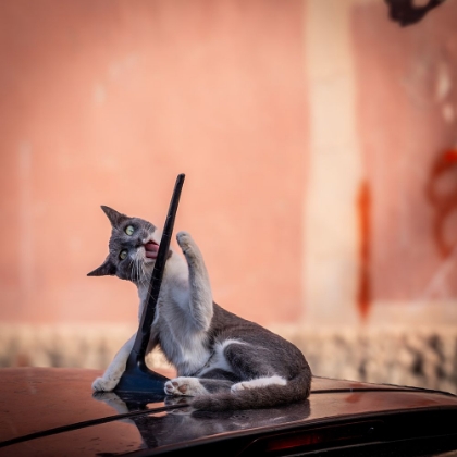 Picture of JUGANDO CON LA ANTENA DEL COCHE