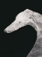 Picture of GREYHOUND BLACK AND WHITE 02