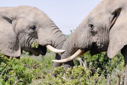 Picture of ELEPHANTS