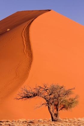 Picture of DESERT DUNE