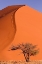Picture of DESERT DUNE