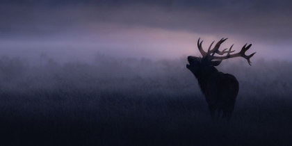 Picture of STAG IN MISTY MORNING