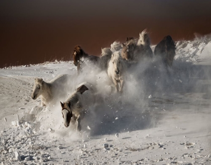Picture of RUNNING HORSES